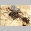 Ammophila sabulosa - Sandwespe 34b 16-20mm Paarung.jpg
